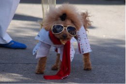 Pooch Parade